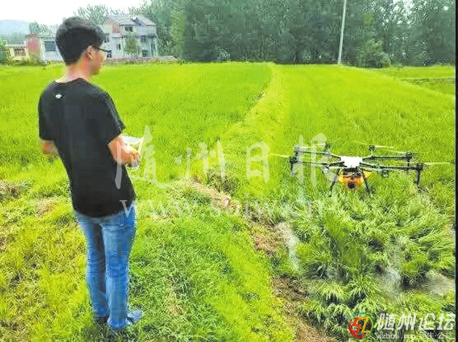 每日一景/隨縣高城鎮(zhèn)大橋村開展無人機(jī)除草、防蟲治病服務(wù)