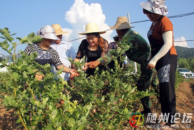 生態(tài)園建在老區(qū)村 扮靚了農(nóng)村富鄉(xiāng)鄰 －－隨縣淮河鎮(zhèn)龍泉村慈云居生態(tài)養(yǎng)生園發(fā)展紀(jì)實